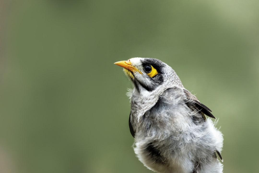 50Miner, how 50miner works, 50Miner miners setup guide